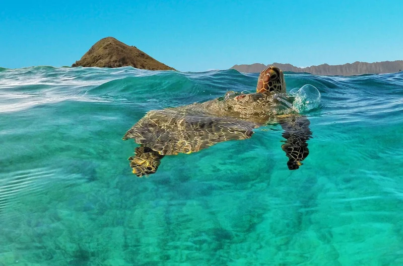 Flat Island Guided Kayak & Snorkel