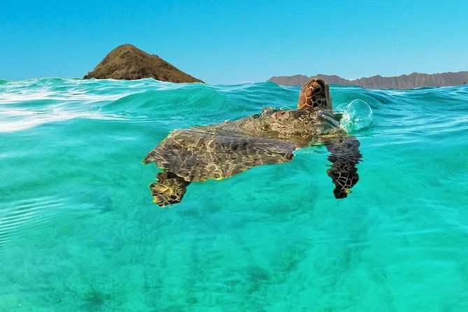 A green sea turtle surfacing in turquoise water with a steep island behind